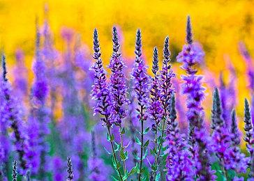 《魔兽世界》首席任务设计师Johnny Cash离开暴雪